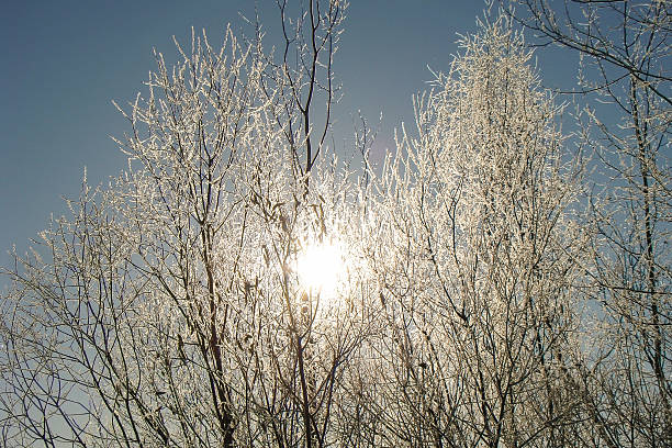 istock white tops of the trees 466788306