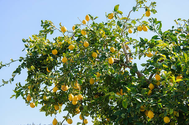albero di limone - lemon fruit portion citrus fruit foto e immagini stock