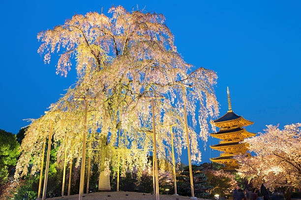 To-ji pagoda in the springtime with cherry blossom tree illuminated at night, Kyoto in Japan.