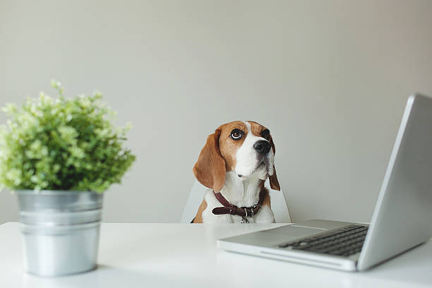Beagle dog sitting at office table with a laptop looking up stock photo