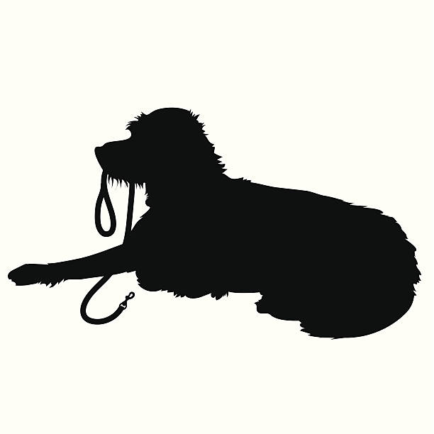 Shaggy Dog Silhouette A black silhouette of a shaggy dog lying down with his leash in his mouth waiting to go for a walk shaggy fur stock illustrations