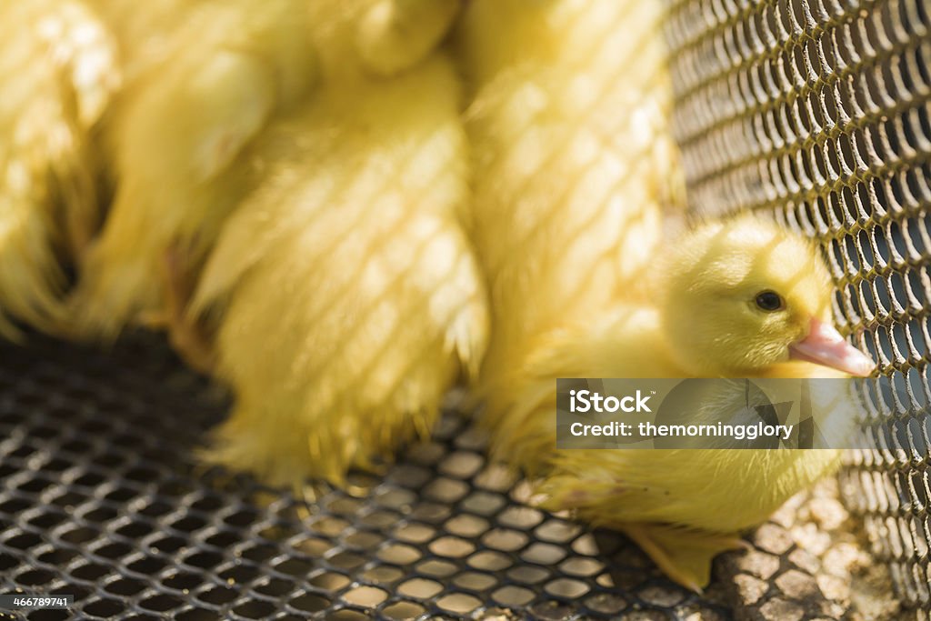 Close up of cute little yellow duck Close up of cute little yellow duck, team work Agriculture Stock Photo