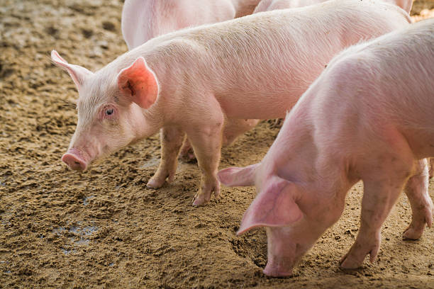 istock Young pigs on the farm 466789809