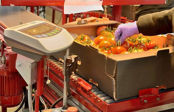 istock Tomatoes weighting point at production line 466790703