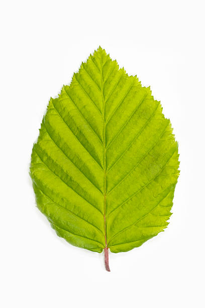 シングルブナノキリーフ（fagus ) - beech tree beech leaf leaf photography ストックフォトと画像