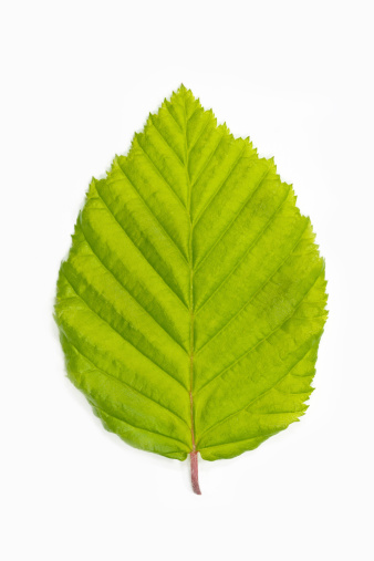 Green leaf textured background.