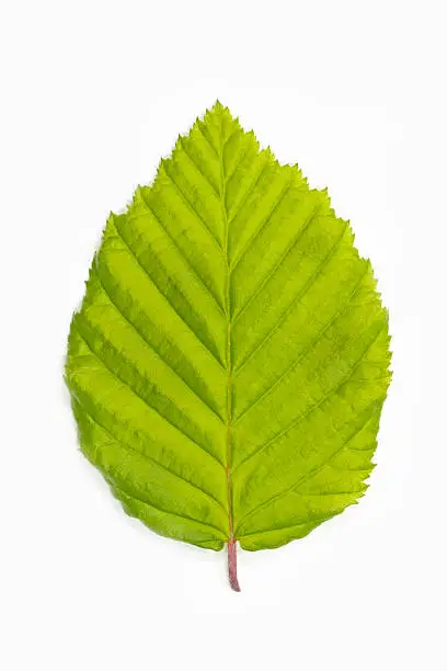 Photo of Single beech tree leaf (Fagus)