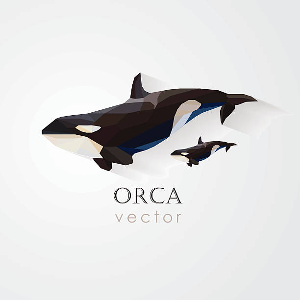 ilustrações, clipart, desenhos animados e ícones de orca baleia assassina e seu bebê vetor illustration- baixa poly - black bass illustrations