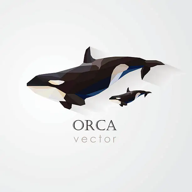Vector illustration of orca killer whale and its baby vector illustration- low poly