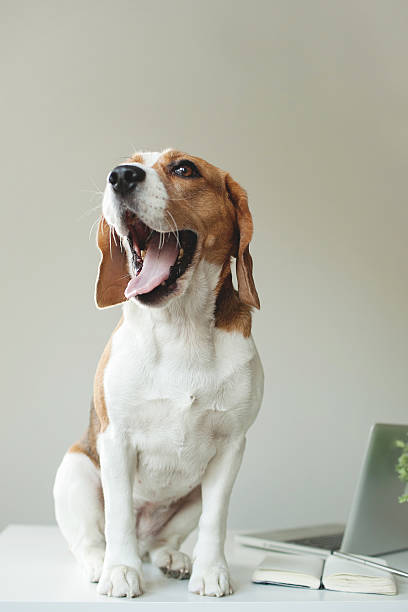 istock Beagle sitting on top of desk with open laptop 466798048