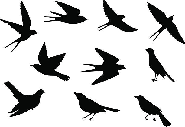 vögel-muster - sperling stock-grafiken, -clipart, -cartoons und -symbole