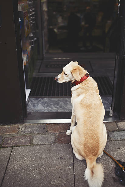 istock sad dog waiting for his owner 466804310