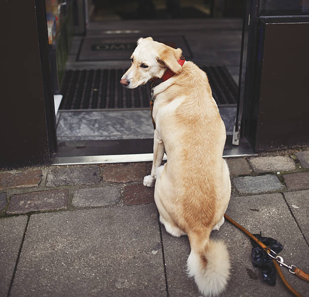 istock sad dog waiting for his owner 466804312