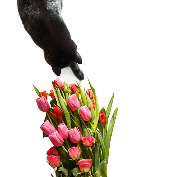 Black cat smelling and playing with red tulips and roses flowers bouquet, isolated on white. Place for text, copy space.