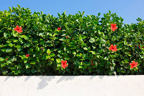 Bush green hedge with red hibiscus flowers. stock photo