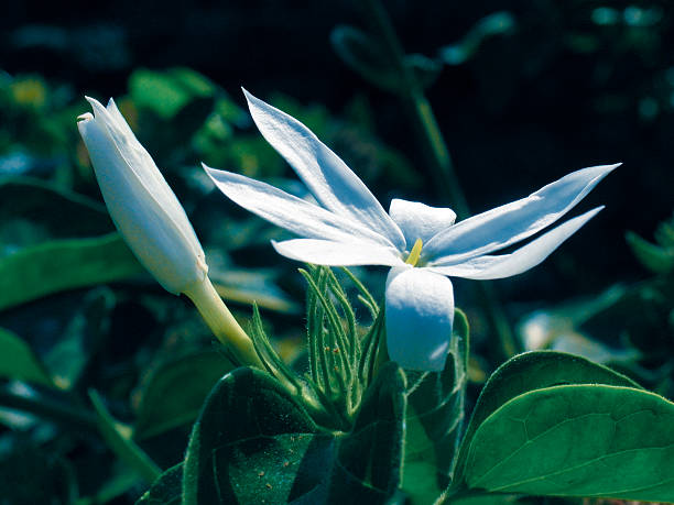 istock Star jasmine, Downy jasmine, Jasminum multiflorum 466807028