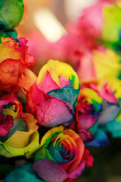 Photo of Rainbow roses