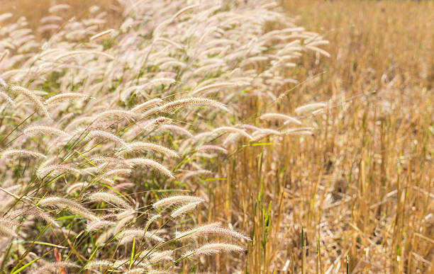 istock grass flower in the paddy field 466813766