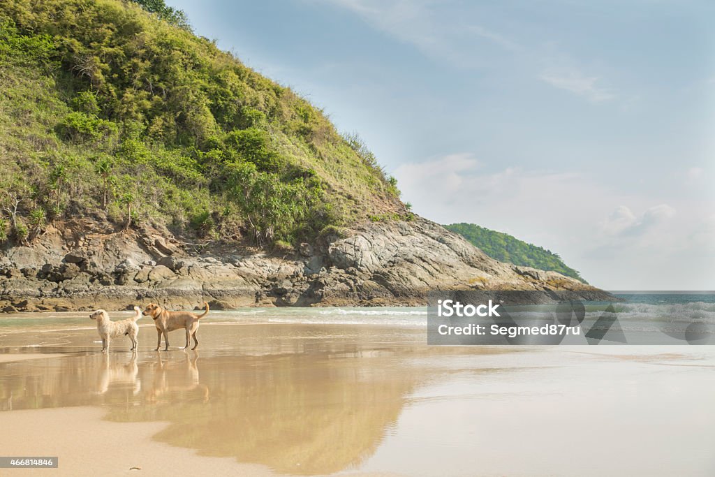 Two Dogs Two Dogs standing on the lonely beach 2015 Stock Photo