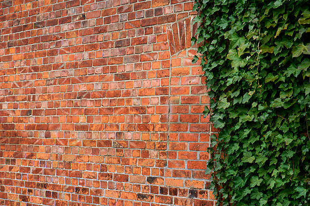 istock Wall background with ivy and bricked a window 466814992