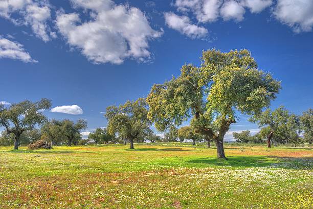 Flower field. Flower field in spring. extremadura stock pictures, royalty-free photos & images
