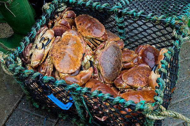 Basket of fresh crabs just arrive at harbour market Basket of fresh crabs just arrive at harbour market in the city of Oban, Scotland oban stock pictures, royalty-free photos & images