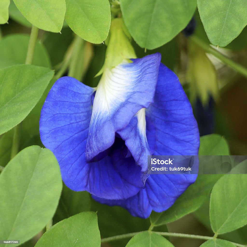 Clitoria ternatea または Aparajita 花のインド亜大陸 - お絵かきのロイヤリティフリーストックフォト