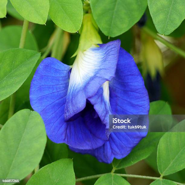 Clitoria Ternatea または Aparajita 花のインド亜大陸 - お絵かきのストックフォトや画像を多数ご用意 - お絵かき, つる草, アジア大陸