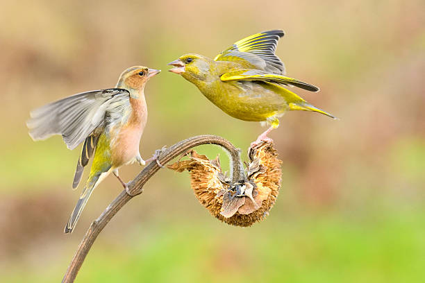 istock greenfinch and chaffinch 466819444