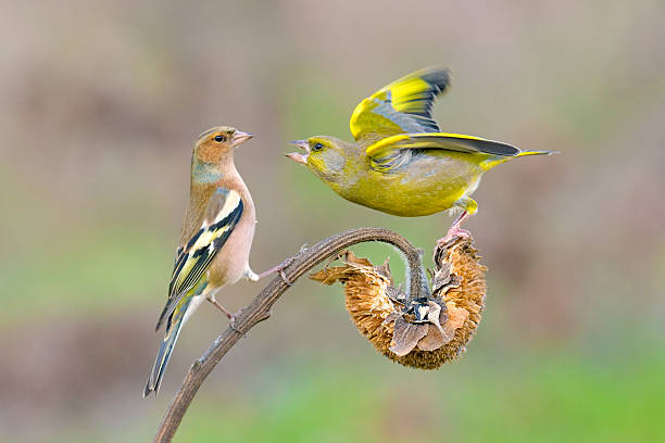 istock greenfinch and chaffinch 466819446