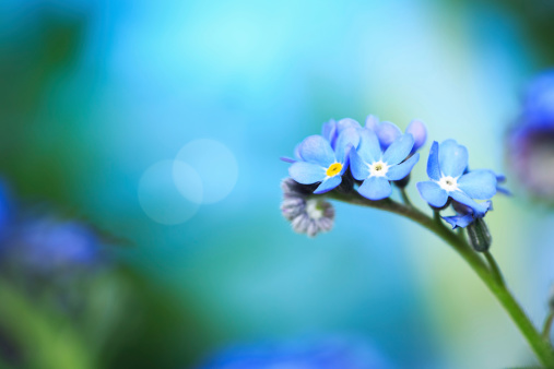 Forget me not flowers.