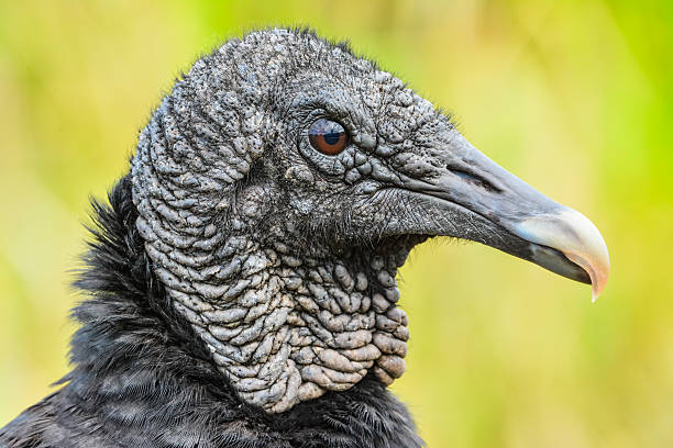 istock Closeup portrait of a Black vulture 466819882