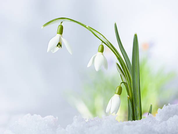 Beautifull Spring snowdrop flowers Beautifull Spring snowdrop flowers on snow background snow flowers stock pictures, royalty-free photos & images