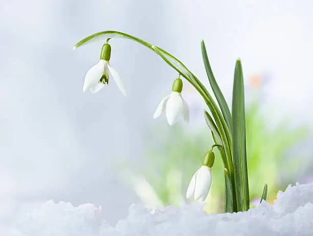 Beautifull Spring snowdrop flowers on snow background