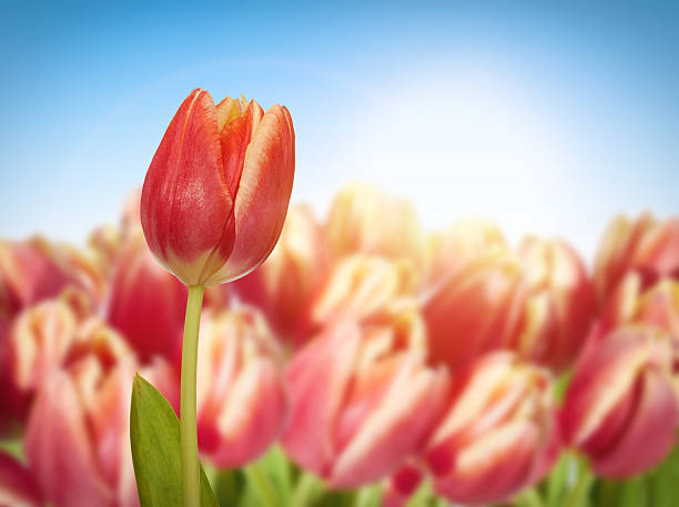 istock Red tulip on a flowering field 466821814