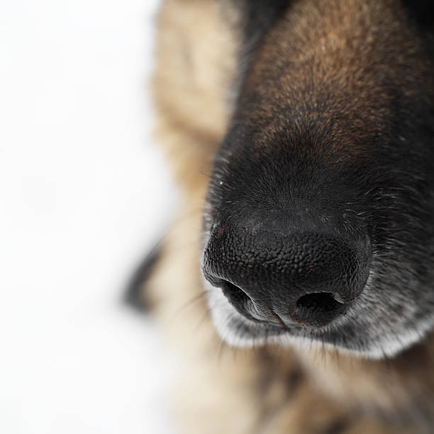 A macro shot of a shepherd dog nose, outdoor square shot with shallow dwpth of field