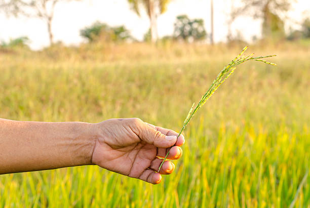 istock The man hand with organic rice. 466824600