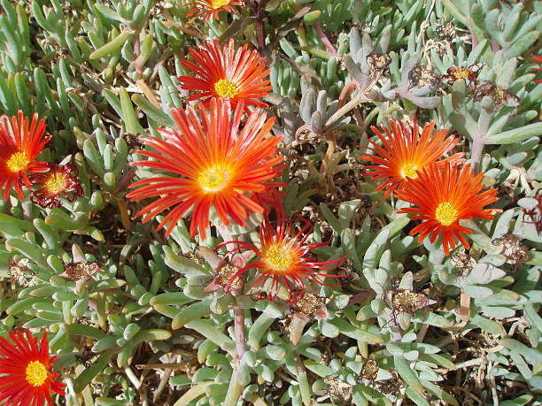 istock carpet of flowers 466824818