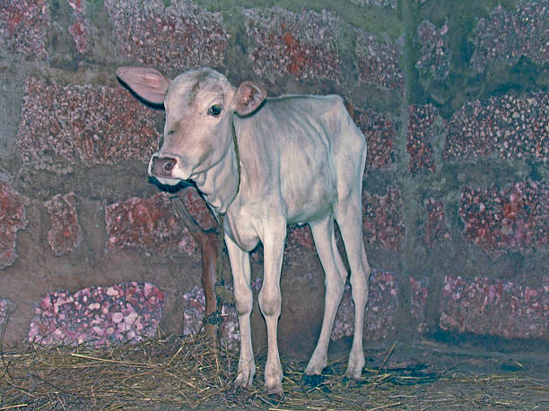 istock Calf at rural area 466825590