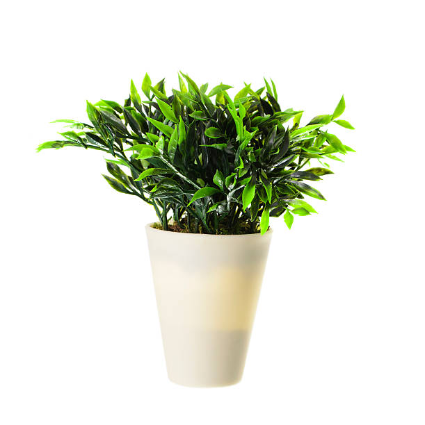 istock Decorative Plant in the Pot Isolated 466825724