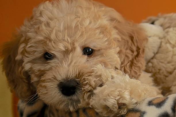 Baby dog poodle stock photo