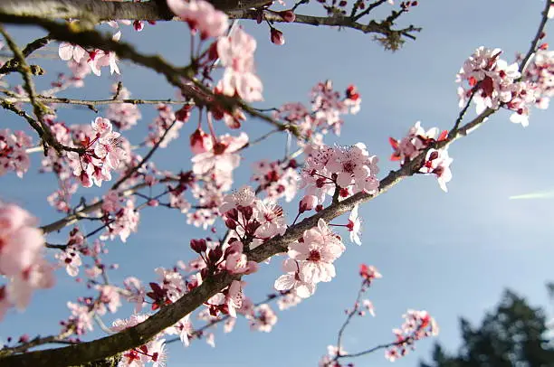 Photo of Long branches of cherry trees covered by pink flowers