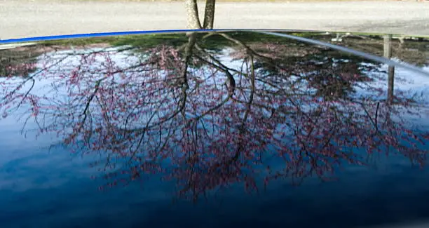 Photo of Reflections of cherry flowers in tinted sun roof of a car