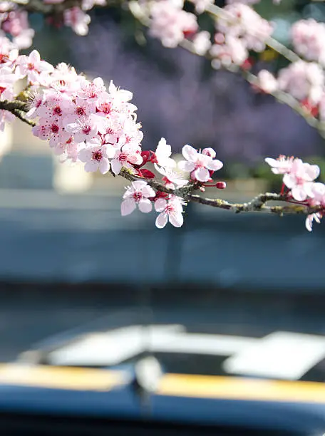 Photo of Long blooming cherry branch hanging over a car’s roof
