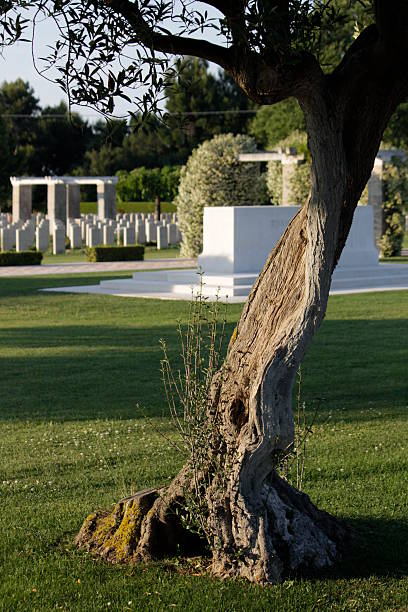 Olive tree in Moro River Canadian War Cemetery