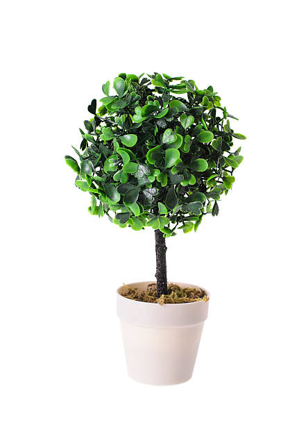 istock Decorative Plant in the Pot Isolated 466828662