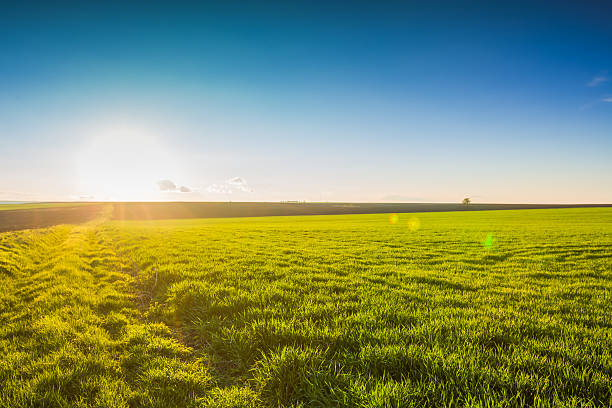 istock Image of green grass field and blue sky 466830842