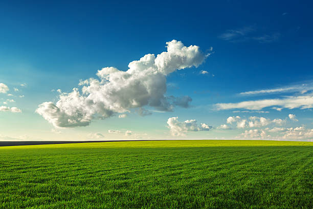istock Wheat field against blue sky with white clouds 466831036