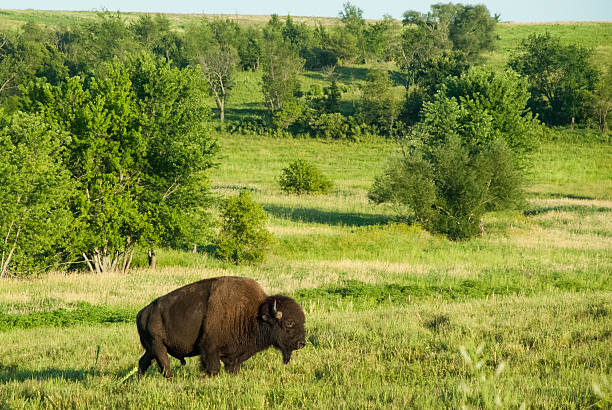Bison Crossing Grassland Landscape near Prairie City Iowa Bison Crossing Prairie with small tree in background near  Prairie City Iowa buffalo iowa stock pictures, royalty-free photos & images