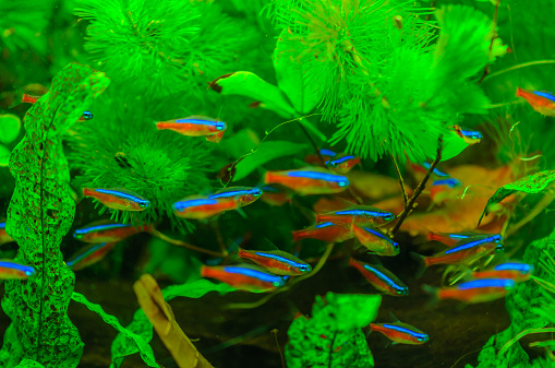 Fresh water Neon Fish found in Amazon river